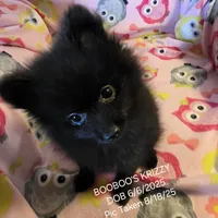 KRIZZY AKC, a female Pomeranian for sale in Lovington, NM – Photo 2 of 8