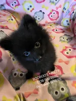 KRIZZY AKC, a female Pomeranian for sale in Lovington, NM – Photo 2 of 8