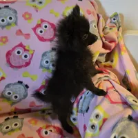 KRIZZY AKC, a female Pomeranian for sale in Lovington, NM – Photo 7 of 8