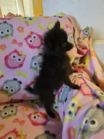 KRIZZY AKC, a female Pomeranian for sale in Lovington, NM – Photo 7 of 8