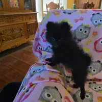 KRIZZY AKC, a female Pomeranian for sale in Lovington, NM – Photo 6 of 8