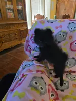 KRIZZY AKC, a female Pomeranian for sale in Lovington, NM – Photo 6 of 8