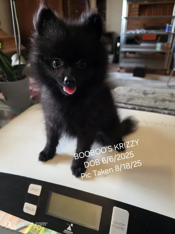 KRIZZY AKC