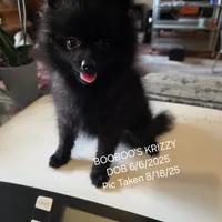 KRIZZY AKC, a female Pomeranian for sale in Lovington, NM – Photo 1 of 8