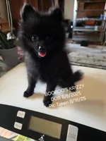 KRIZZY AKC, a female Pomeranian for sale in Lovington, NM – Photo 1 of 8
