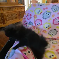 KRIZZY AKC, a female Pomeranian for sale in Lovington, NM – Photo 8 of 8