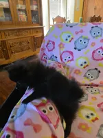 KRIZZY AKC, a female Pomeranian for sale in Lovington, NM – Photo 8 of 8