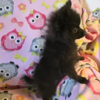 KRIZZY AKC, a female Pomeranian for sale in Lovington, NM – Photo 5 of 8