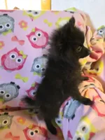 KRIZZY AKC, a female Pomeranian for sale in Lovington, NM – Photo 5 of 8