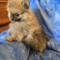 MOE AKC, a male Pomeranian for sale in Lovington, NM – Photo 4 of 5
