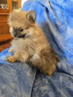 MOE AKC, a male Pomeranian for sale in Lovington, NM – Photo 4 of 5