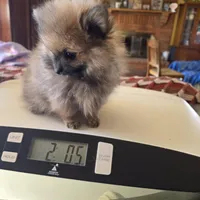 MOE AKC, a male Pomeranian for sale in Lovington, NM – Photo 2 of 5