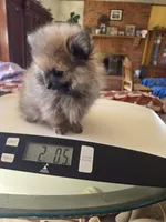 MOE AKC, a male Pomeranian for sale in Lovington, NM – Photo 2 of 5