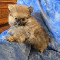 MOE AKC, a male Pomeranian for sale in Lovington, NM – Photo 5 of 5