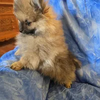 MOE AKC, a male Pomeranian for sale in Lovington, NM – Photo 1 of 5