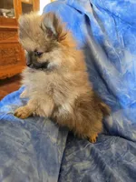MOE AKC, a male Pomeranian for sale in Lovington, NM – Photo 1 of 5