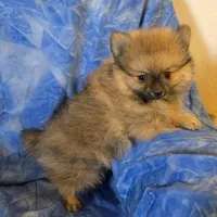 MOE AKC, a male Pomeranian for sale in Lovington, NM – Photo 3 of 5