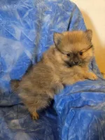 MOE AKC, a male Pomeranian for sale in Lovington, NM – Photo 3 of 5