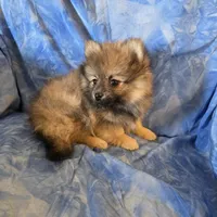 ROGER AKC, a male puppy for sale in Lovington, NM – Photo 1 of 6