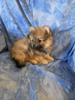 ROGER AKC, a male puppy for sale in Lovington, NM – Photo 1 of 6