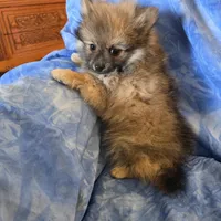 ROGER AKC, a male puppy for sale in Lovington, NM – Photo 4 of 6