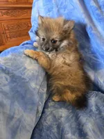 ROGER AKC, a male puppy for sale in Lovington, NM – Photo 4 of 6