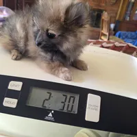 ROGER AKC, a male puppy for sale in Lovington, NM – Photo 2 of 6