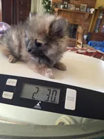 ROGER AKC, a male puppy for sale in Lovington, NM – Photo 2 of 6