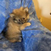 ROGER AKC, a male puppy for sale in Lovington, NM – Photo 6 of 6