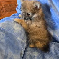 ROGER AKC, a male puppy for sale in Lovington, NM – Photo 5 of 6