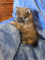 ROGER AKC, a male puppy for sale in Lovington, NM – Photo 5 of 6