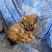 ROGER AKC, a male puppy for sale in Lovington, NM – Photo 3 of 6