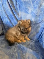 ROGER AKC, a male puppy for sale in Lovington, NM – Photo 3 of 6