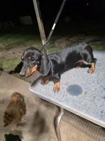 SISTER AKC "REDUCED", a female Miniature Dachshund for sale in Lovington, NM – 2 of 4