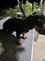 SPIKE "REDUCED", a female Miniature Dachshund for sale in Lovington, NM – 5 of 5