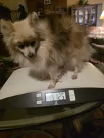 AKC LOUIE "REDUCED", a male Pomeranian for sale in Lovington, NM – 2 of 9