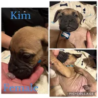 Ready to sell fast, a male Bullmastiff for sale in Apalachin, NY – Photo 8 of 10