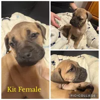 Ready to sell fast, a male Bullmastiff for sale in Apalachin, NY – Photo 7 of 10