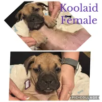 Ready to sell fast, a male Bullmastiff for sale in Apalachin, NY – Photo 2 of 10