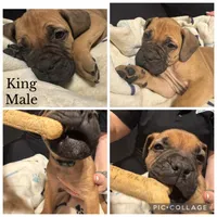 Ready to sell fast, a male Bullmastiff for sale in Apalachin, NY – Photo 10 of 10