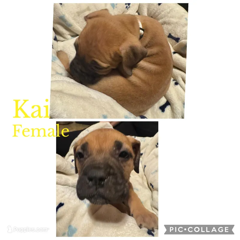 Ready to sell fast – Bullmastiff puppy for sale in Apalachin, NY