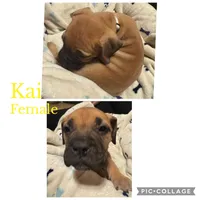 Ready to sell fast, a male Bullmastiff for sale in Apalachin, NY – Photo 1 of 10