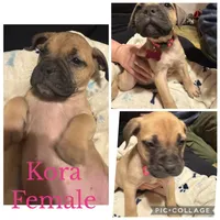 Ready to sell fast, a male Bullmastiff for sale in Apalachin, NY – Photo 6 of 10