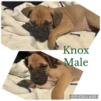 Ready to sell fast, a male Bullmastiff for sale in Apalachin, NY – Photo 5 of 10