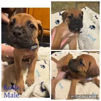 Ready to sell fast, a male Bullmastiff for sale in Apalachin, NY – Photo 9 of 10