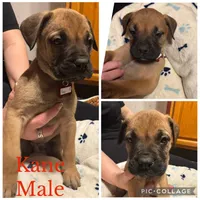 Ready to sell fast, a male Bullmastiff for sale in Apalachin, NY – Photo 4 of 10