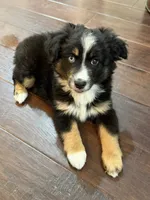 Lucy, a female Miniature Australian Shepherd for sale in Greencastle, IN – 10 of 10