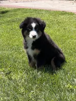 Marco, a male Miniature Australian Shepherd for sale in Greencastle, IN – 10 of 10