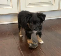 Black Tri 2, a male Toy Australian Shepherd for sale in Greencastle, IN – 7 of 10