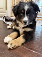 Lucy, a female Miniature Australian Shepherd for sale in Greencastle, IN – 6 of 10